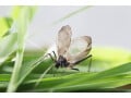 「秋の虫」といえば鈴虫やこおろぎの他に何がいる？風流な「虫聞き」楽しんでみませんか