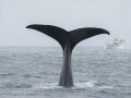 大阪湾に迷い込んだクジラ「淀ちゃん」は、 なぜ迷子になってしまったのか？救出することはできた？