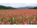 【絶景】1200万本の真っ赤なポピーの花畑！ 埼玉・彩の国ふれあい牧場「天空のポピー」が今見ごろ