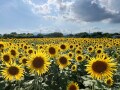 【夏の絶景】55万本の“黄色い大輪の花”が一面に！ 関東最大級の「座間のひまわり畑」