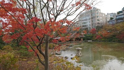 六本木・檜町公園の紅葉